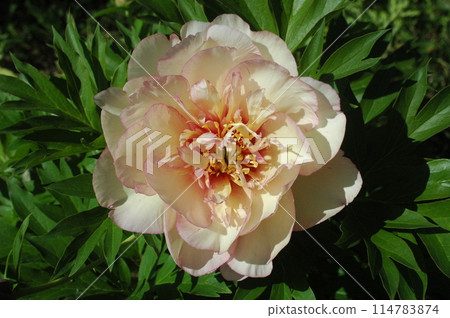 Hybrid peonies blooming in the garden Hybrid peonies blooming in the garden 114783874