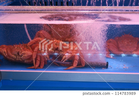 水族箱裡受傷的螃蟹 114783989