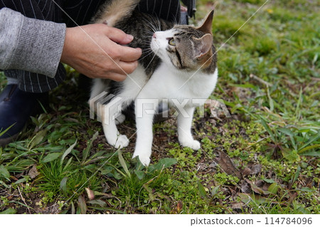 Cute abandoned cat brother and sister approach each other looking for love Cute abandoned cat brother and sister approach each other looking for love 114784096