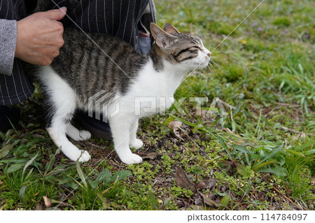 Cute abandoned cat brother and sister approach each other looking for love 114784097