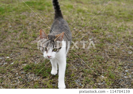 Cute abandoned cat brother and sister approach each other looking for love Cute abandoned cat brother and sister approach each other looking for love 114784139