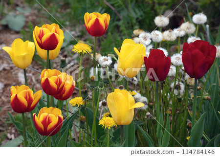 yellow and red tulips with wildflowers floral spring garden yellow and red tulips with wildflowers floral spring garden 114784146