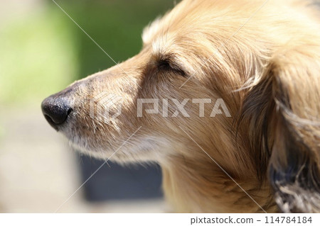 A senior miniature dachshund looking comfortable sunbathing A senior miniature dachshund looking comfortable sunbathing 114784184