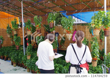 奇克斯市 114784259