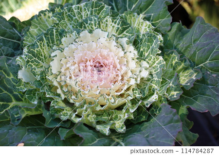 Habotan flowers Habotan flowers 114784287