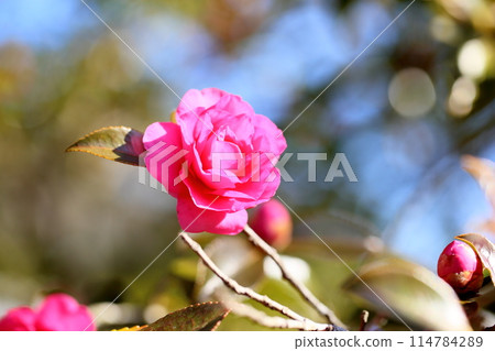 神崎花 神崎花 114784289