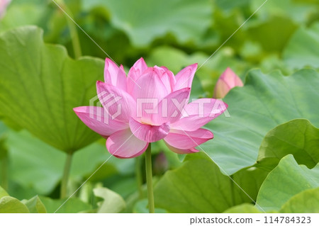 Shinobazu Pond 114784323