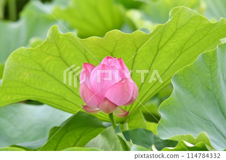 Shinobazu Pond 114784332