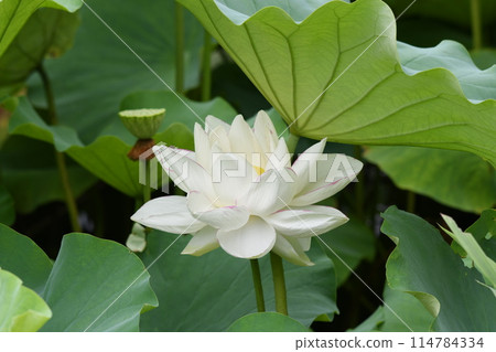 Shinobazu池塘 114784334