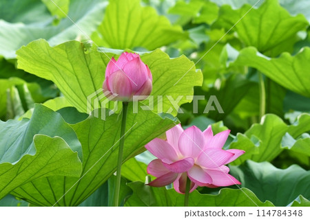 Shinobazu池塘 Shinobazu池塘 114784348