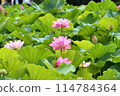 Shinobazu Pond 114784364