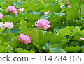 Shinobazu Pond 114784365