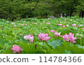 Shinobazu Pond 114784366