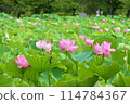 Shinobazu Pond 114784367