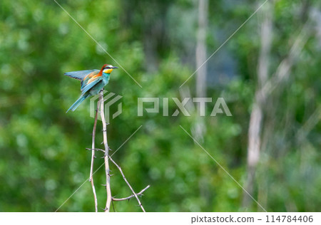 European bee-eater bird, Merops Apiaster, on a branch, Geneva, Switzerland 114784406