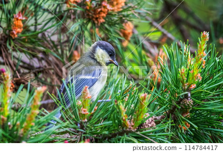 Great tit, parus major, bird among pine thorns Great tit, parus major, bird among pine thorns 114784417
