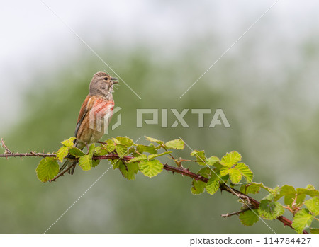 Common linnet, Linaria cannabina, bird on a branch 114784427