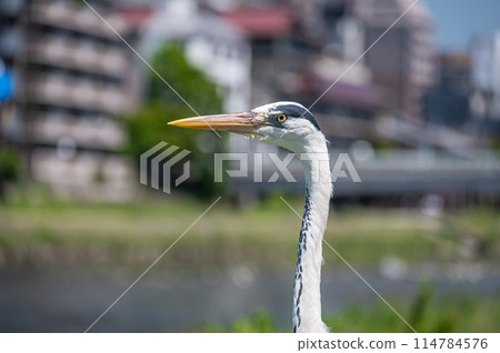 Kamo River的鷹 114784576