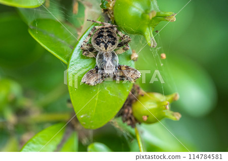 Kogeta Onigumo 114784581