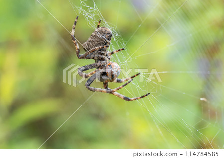 A brown spider preying on a ladybug A brown spider preying on a ladybug 114784585