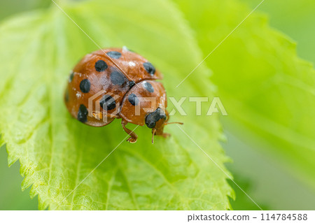 Black-tailed Tento 114784588