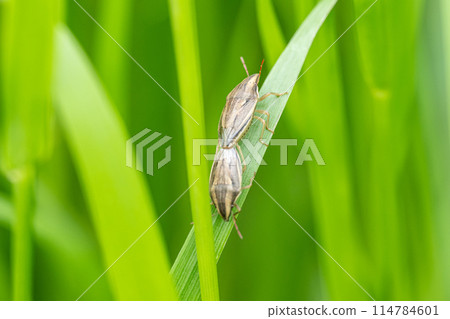 Quail stinking mating 114784601