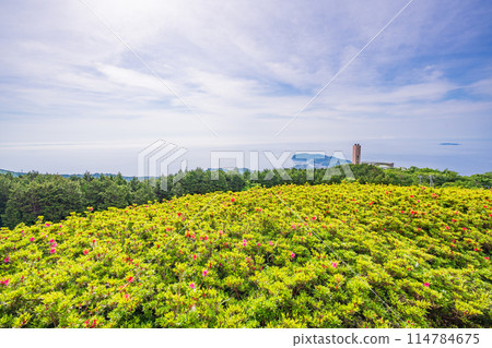 (Kanagawa) Yugawara Hoshigayama Park Satsuki no Tomo 114784675