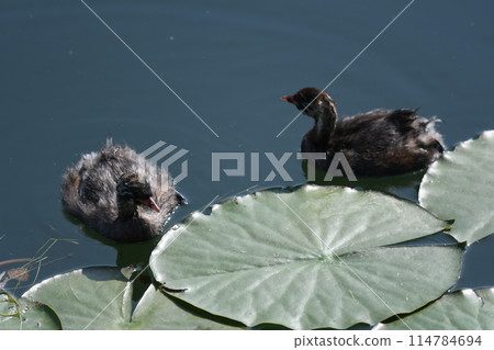 兩隻小鸊鷉 114784694