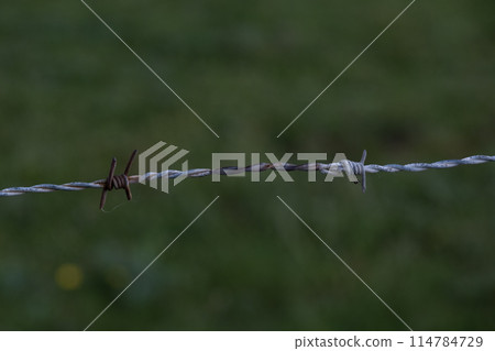 Barb wire backed by seagrasses at Normandy area of Utah beach. Selective focus. High quality photo Barb wire backed by seagrasses at Normandy area of Utah beach. Selective focus. High quality photo 114784729
