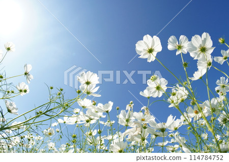 開花往藍天的波斯菊 114784752