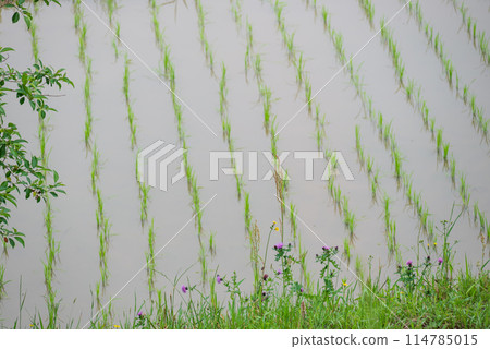水稻種植後的春天稻田 114785015