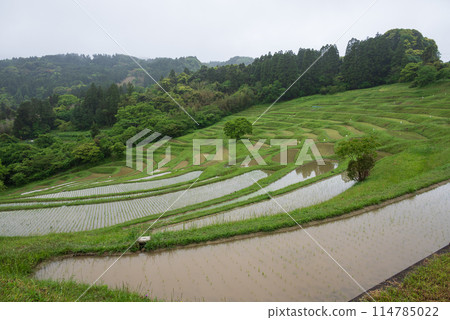 水稻種植進展的梯田風景 水稻種植進展的梯田風景 114785022