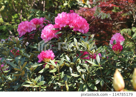 Rhododendron 114785179