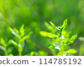Eco SDGs environment image 114785192