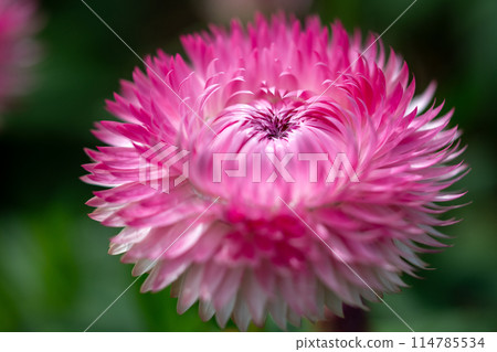 蠟菊屬蠟菊 114785534