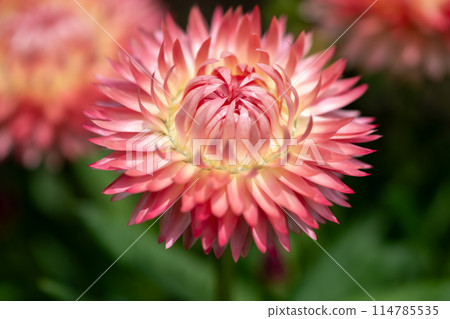 Helichrysum, a wheat daisy Helichrysum, a wheat daisy 114785535