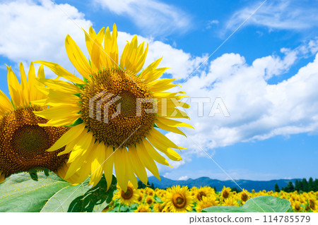 Sunflowers (at Tsunan Sunflower Square) 114785579