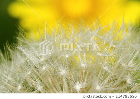 蒲公英的垃圾箱 114785650