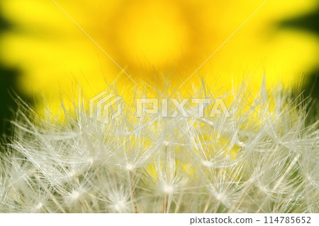 Dandelion's Wastebouse Dandelion's Wastebouse 114785652