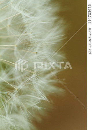 蒲公英的垃圾箱 114785656