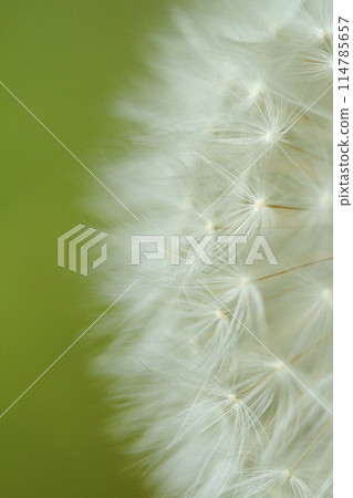 Dandelion's Wastebouse 114785657