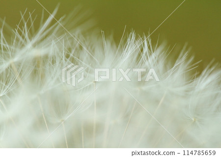 Dandelion's Wastebouse 114785659