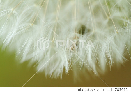 Dandelion's Wastebouse Dandelion's Wastebouse 114785661