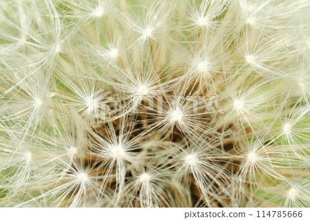 Dandelion's Wastebouse 114785666