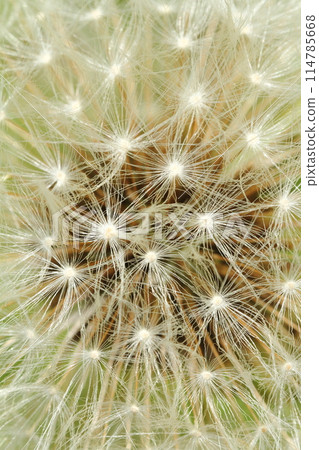 蒲公英的垃圾箱 114785668