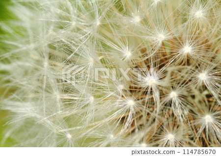Dandelion's Wastebouse 114785670