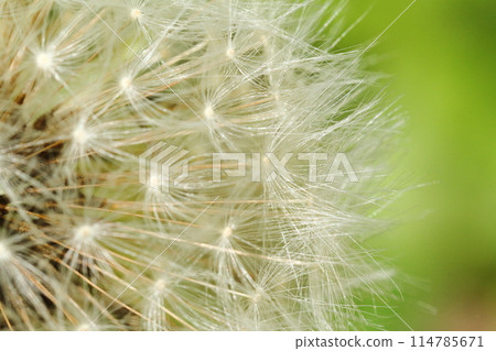 蒲公英的垃圾箱 114785671