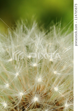 蒲公英的垃圾箱 114785673