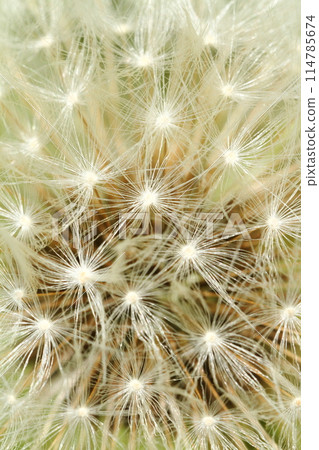 Dandelion's Wastebouse 114785674