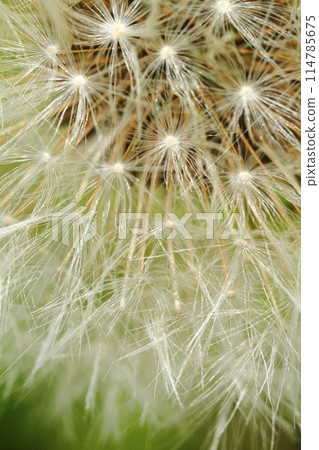 Dandelion's Wastebouse Dandelion's Wastebouse 114785675